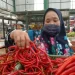 Harga Cabai di kota Malang merangkak naik