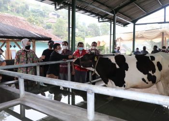 Wali Kota Batu melihat kandang komunal sapi di Desa Brau.