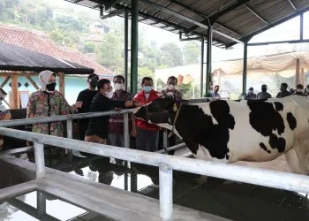 Wali Kota Batu melihat kandang komunal sapi di Desa Brau.