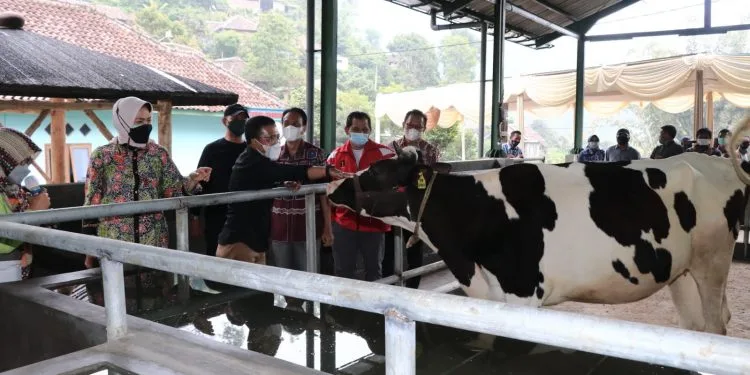 Wali Kota Batu melihat kandang komunal sapi di Desa Brau.