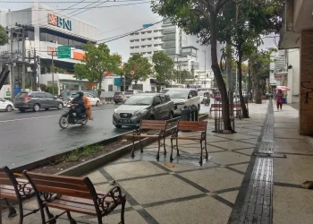 akan ditanami tanaman Tabebuya