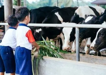 Wisata Edukasi untuk anak-anak di Milkindo.