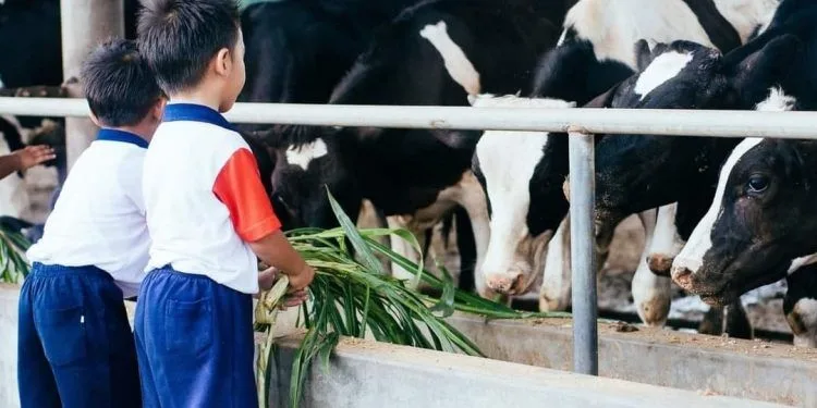 Wisata Edukasi untuk anak-anak di Milkindo.