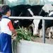 Wisata Edukasi untuk anak-anak di Milkindo.