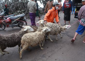 Warga Desa Sumberwuluh mengevakuasi hewan ternaknya. Foto: Bayu Eka