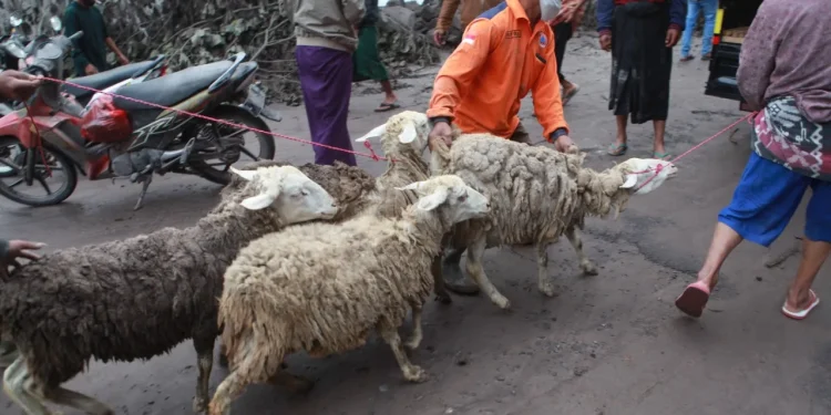 Gunung Semeru,meninggal,bnpb - Erupsi Gunung Semeru, 13 Warga Dilaporkan Meninggal