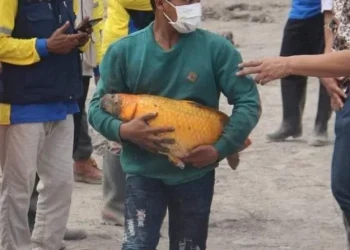 Seekor Ikan Mas Berukuran Besar Selamat dari Lahar Dingin Semeru