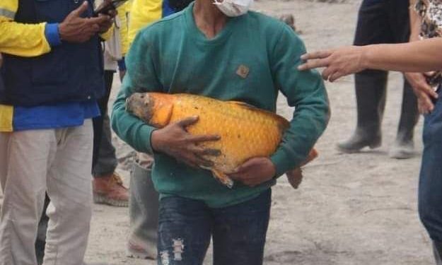 Seorang pria tengah menggendong ikan mas berukuran cukup besar, dikatakan ikan tersebut masih hidup meski tertimbun endapan lahar selama beberapa hari. Foto: Instagram @khofifah.ip