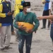 Seekor Ikan Mas Berukuran Besar Selamat dari Lahar Dingin Semeru