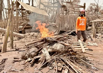 Cegah Penyakit, Relawan Bakar Bangkai Hewan Terdampak Erupsi Semeru