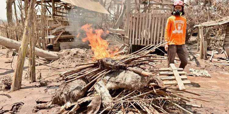 Bangkai hewan ternak dibakar agar tidak menimbulkan penyakit. Foto: dok