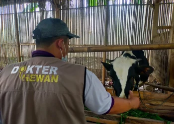 PDHI Jatim memberikan bantuan hewan ternak milik pengungsi