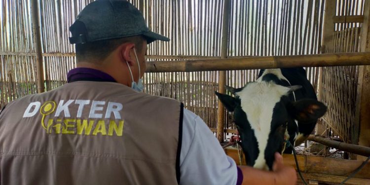 PDHI Jatim memberikan bantuan hewan ternak milik pengungsi