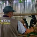 PDHI Jatim memberikan bantuan hewan ternak milik pengungsi