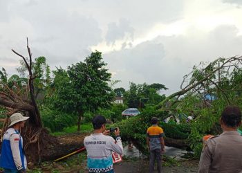 Pohon trembesi tumbang menimpa bagian depan rumah warga. foto/ist