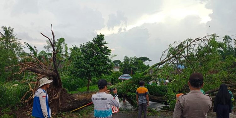 Pohon trembesi tumbang menimpa bagian depan rumah warga. foto/ist