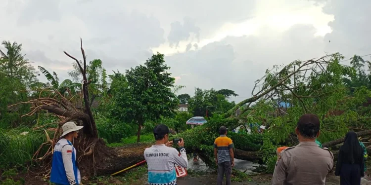 pohon tumbang - Pohon Tumbang di Wajak Timpa Rumah Warga