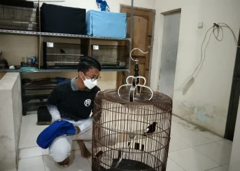 murai - Budi Daya Murai Batu, Pelajar SMP di Kota Batu Raup Puluhan Juta Rupiah