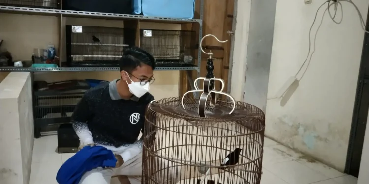 murai - Budi Daya Murai Batu, Pelajar SMP di Kota Batu Raup Puluhan Juta Rupiah
