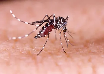 Dinkes Kota Malang: Ada 16 Kasus Demam Berdarah Dengue di Januari 2022