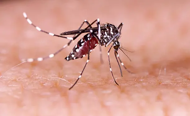 Ilustrasi nyamuk aedes aegypti. Foto: pixabay