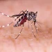 Dinkes Kota Malang: Ada 16 Kasus Demam Berdarah Dengue di Januari 2022