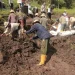 batu - Aksi Gotong Royong Petani di Kota Batu Pulihkan Lahan Pertanian Pasca Banjir Bandang