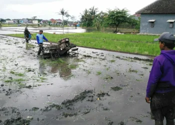 lahan sawah