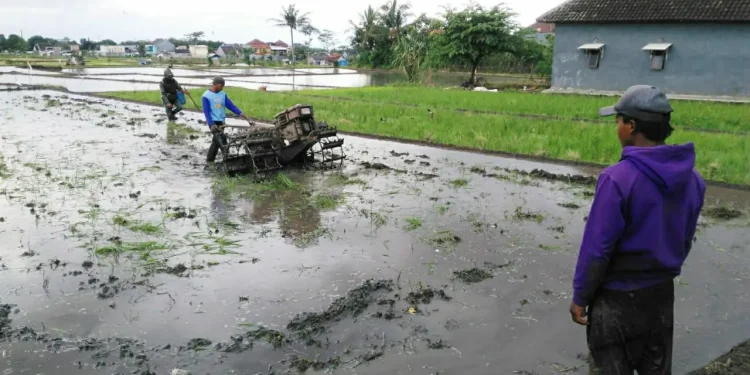lahan sawah
