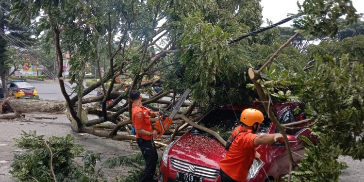 Petugas BPBD Kota Malang mengevakuasi mobil yang tertimpa pohon. Foto: M Sholeh