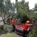 pohon - Pohon Tumbang Timpa Mobil di Simpang Balapan Kota Malang