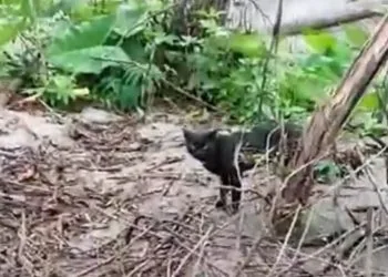 Seekor kucing berkeliaran di kawasan Semeru