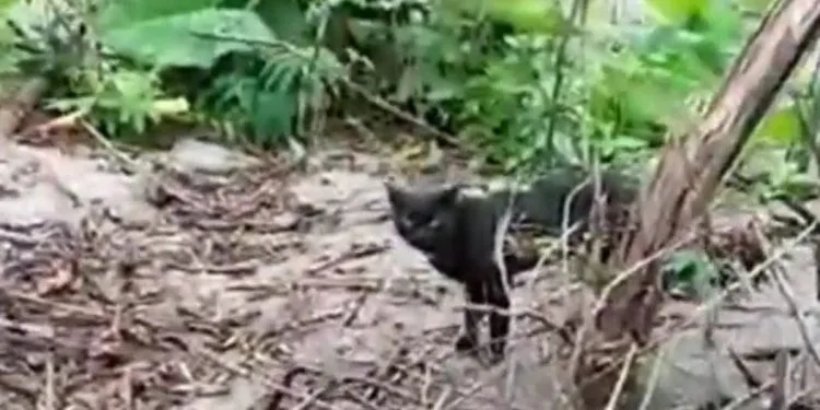 Seekor kucing berkeliaran di kawasan Semeru