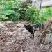 Seekor kucing berkeliaran di kawasan Semeru