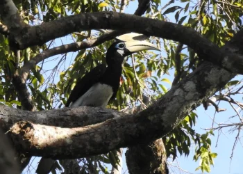 Pulau Sempu tempat cagar alam burung langka dan reptil.