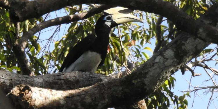 Pulau Sempu tempat cagar alam burung langka dan reptil.