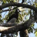 Pulau Sempu tempat cagar alam burung langka dan reptil.