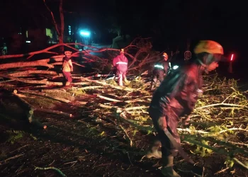 Waspada pohon tumbang di kota batu