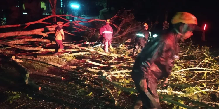 Waspada pohon tumbang di kota batu