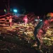 Waspada pohon tumbang di kota batu