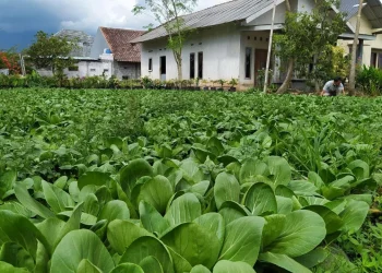 Sawi paling produktif di kota Batu