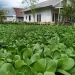 Sawi paling produktif di kota Batu