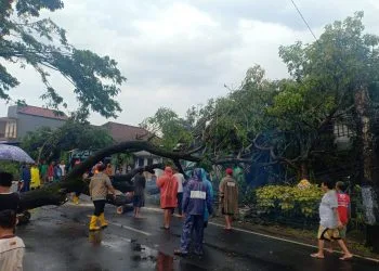 Pohon tumbang di Kabupaten Malang