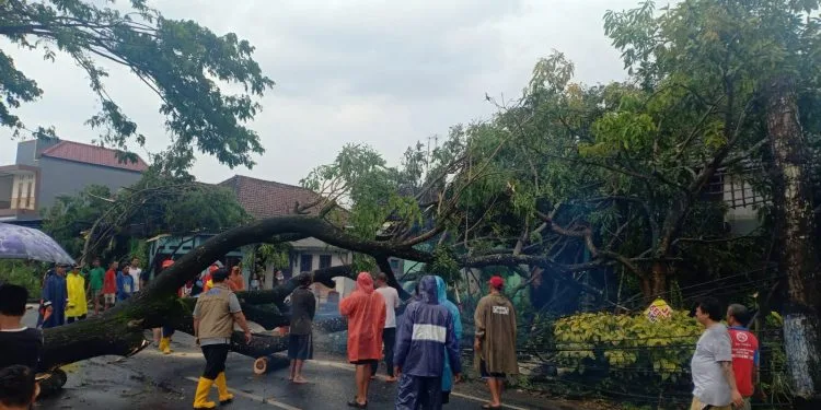 Pohon tumbang di Kabupaten Malang