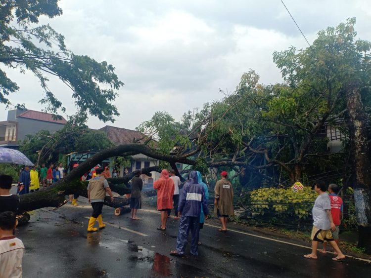 Pohon tumbang di Kabupaten Malang