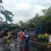 Pohon tumbang di Kabupaten Malang