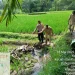 Petani di Kromengan Tewas Tertimpa Sepeda Motor