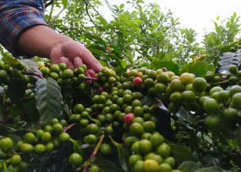 aroma - Menyesap Aroma Kejayaan Apel Kota Batu Lewat Kopi Siman