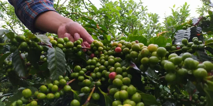 aroma - Menyesap Aroma Kejayaan Apel Kota Batu Lewat Kopi Siman