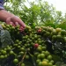 aroma - Menyesap Aroma Kejayaan Apel Kota Batu Lewat Kopi Siman